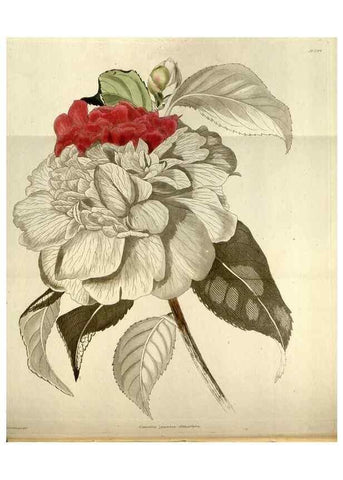 Reproducción/Reproduction 48787085693: The botanical cabinet. London :John & Arthur Arch ...,1817-1833.. 