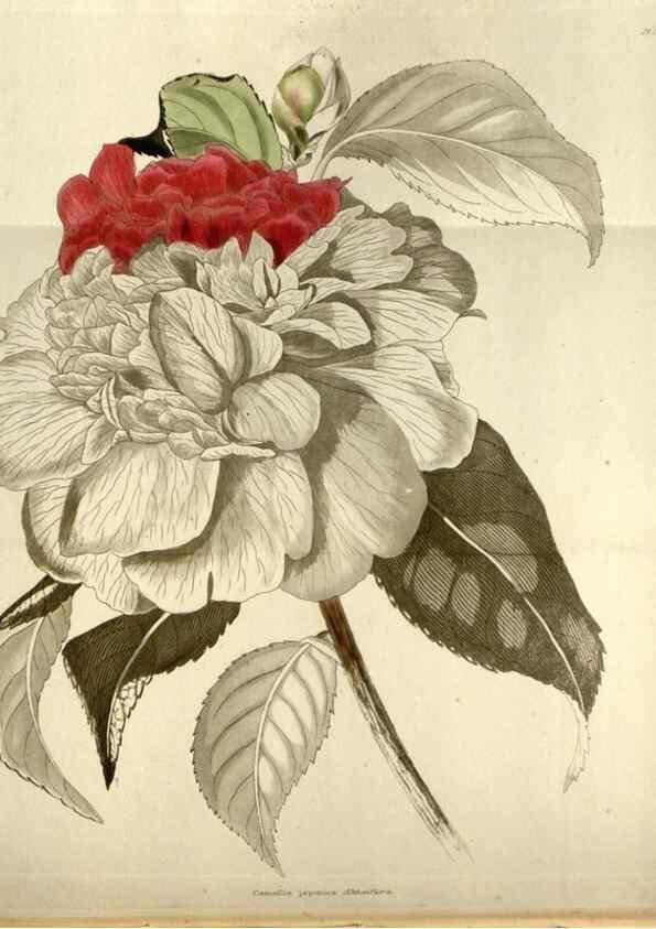 Reproducción/Reproduction 48787085693: The botanical cabinet. London :John & Arthur Arch ...,1817-1833.. 