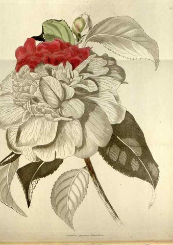 Reproducción/Reproduction 48787085693: The botanical cabinet. London :John & Arthur Arch ...,1817-1833.. 