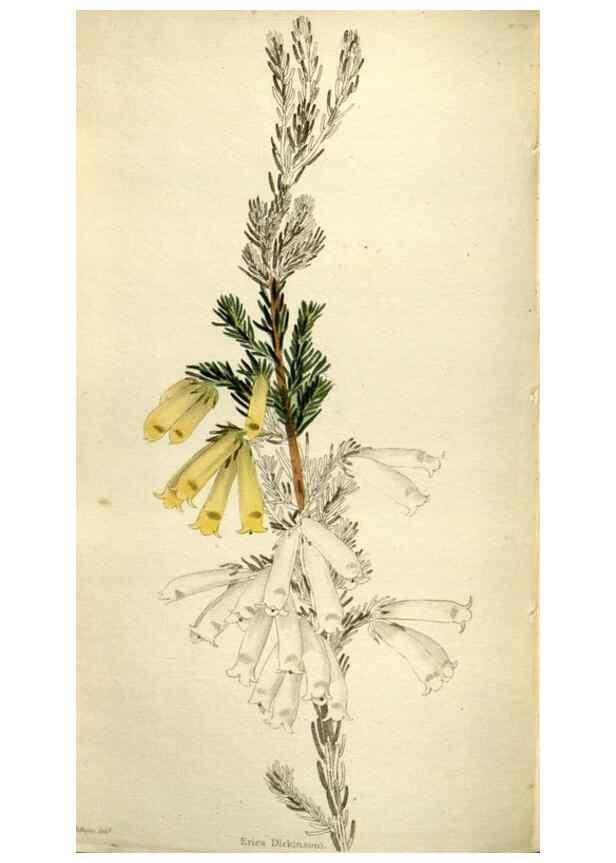 Reproducción/Reproduction 48787445981: The botanical cabinet. London :John & Arthur Arch ...,1817-1833.. 