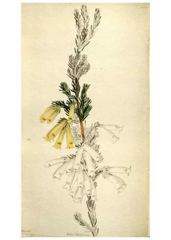 Reproducción/Reproduction 48787445981: The botanical cabinet. London :John & Arthur Arch ...,1817-1833.. 