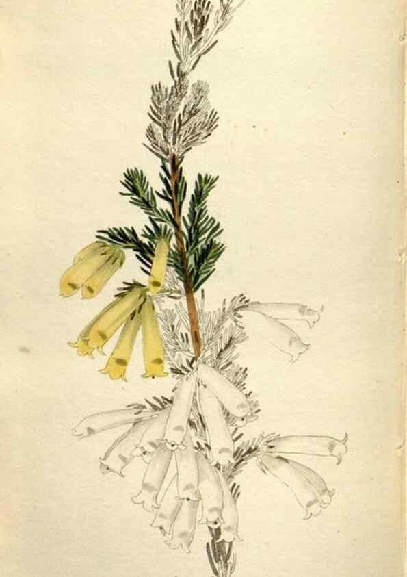 Reproducción/Reproduction 48787445981: The botanical cabinet. London :John & Arthur Arch ...,1817-1833.. 