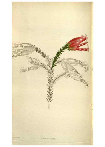 Reproducción/Reproduction 48787445706: The botanical cabinet. London :John & Arthur Arch ...,1817-1833.. 