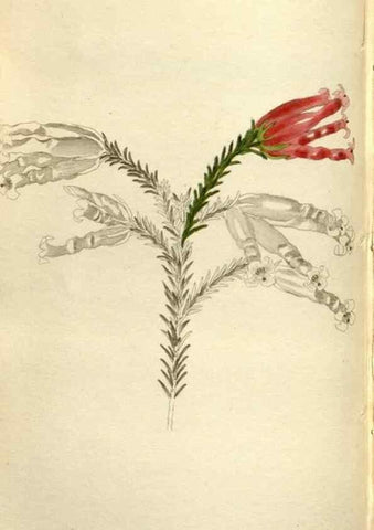 Reproducción/Reproduction 48787445706: The botanical cabinet. London :John & Arthur Arch ...,1817-1833.. 