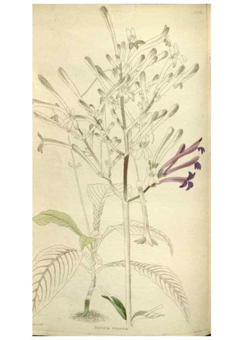 Reproducción/Reproduction 48787445406: The botanical cabinet. London :John & Arthur Arch ...,1817-1833.. 