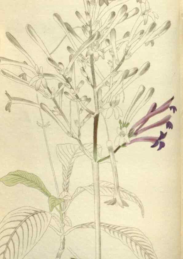 Reproducción/Reproduction 48787445406: The botanical cabinet. London :John & Arthur Arch ...,1817-1833.. 