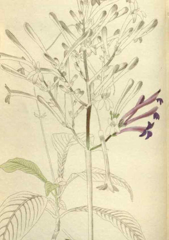 Reproducción/Reproduction 48787445406: The botanical cabinet. London :John & Arthur Arch ...,1817-1833.. 