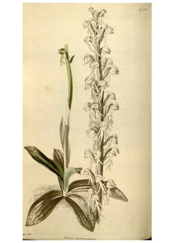 Reproducción/Reproduction 48787080558: The botanical cabinet. London :John & Arthur Arch ...,1817-1833.. 