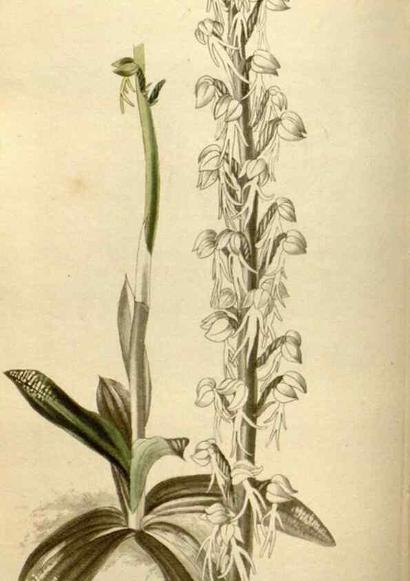Reproducción/Reproduction 48787080558: The botanical cabinet. London :John & Arthur Arch ...,1817-1833.. 