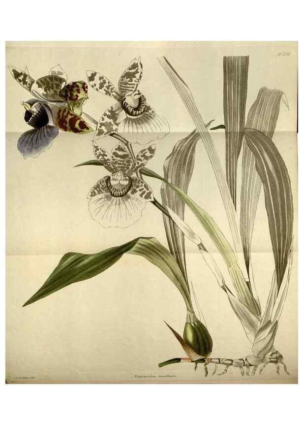Reproducción/Reproduction 48787595042: The botanical cabinet. London :John & Arthur Arch ...,1817-1833.. 