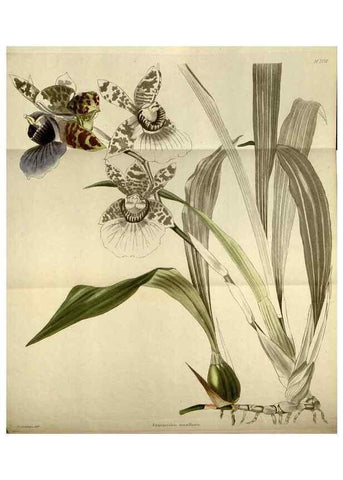 Reproducción/Reproduction 48787595042: The botanical cabinet. London :John & Arthur Arch ...,1817-1833.. 
