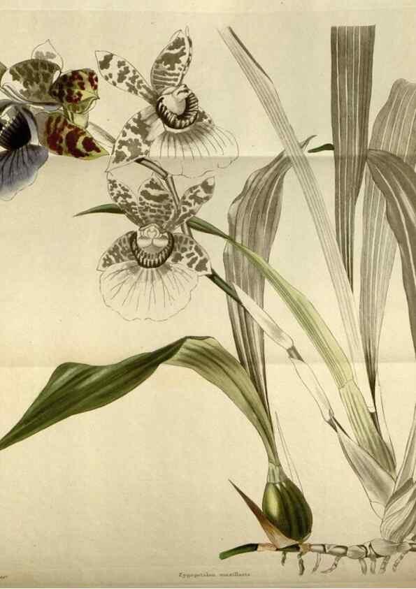 Reproducción/Reproduction 48787595042: The botanical cabinet. London :John & Arthur Arch ...,1817-1833.. 
