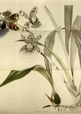 Reproducción/Reproduction 48787595042: The botanical cabinet. London :John & Arthur Arch ...,1817-1833.. 