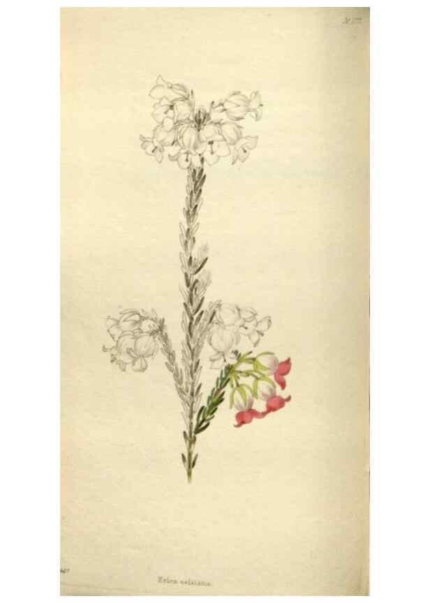 Reproducción/Reproduction 48787081063: The botanical cabinet. London :John & Arthur Arch ...,1817-1833.. 