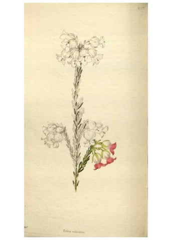 Reproducción/Reproduction 48787081063: The botanical cabinet. London :John & Arthur Arch ...,1817-1833.. 