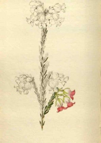 Reproducción/Reproduction 48787081063: The botanical cabinet. London :John & Arthur Arch ...,1817-1833.. 