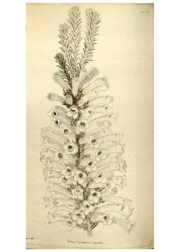 Reproducción/Reproduction 48787081443: The botanical cabinet. London :John & Arthur Arch ...,1817-1833.. 