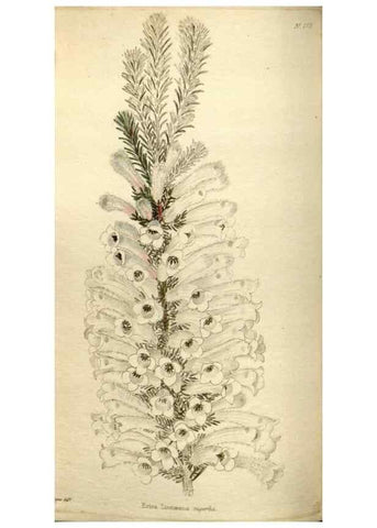 Reproducción/Reproduction 48787081443: The botanical cabinet. London :John & Arthur Arch ...,1817-1833.. 