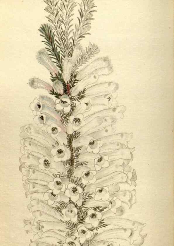 Reproducción/Reproduction 48787081443: The botanical cabinet. London :John & Arthur Arch ...,1817-1833.. 