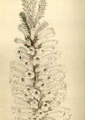 Reproducción/Reproduction 48787081443: The botanical cabinet. London :John & Arthur Arch ...,1817-1833.. 