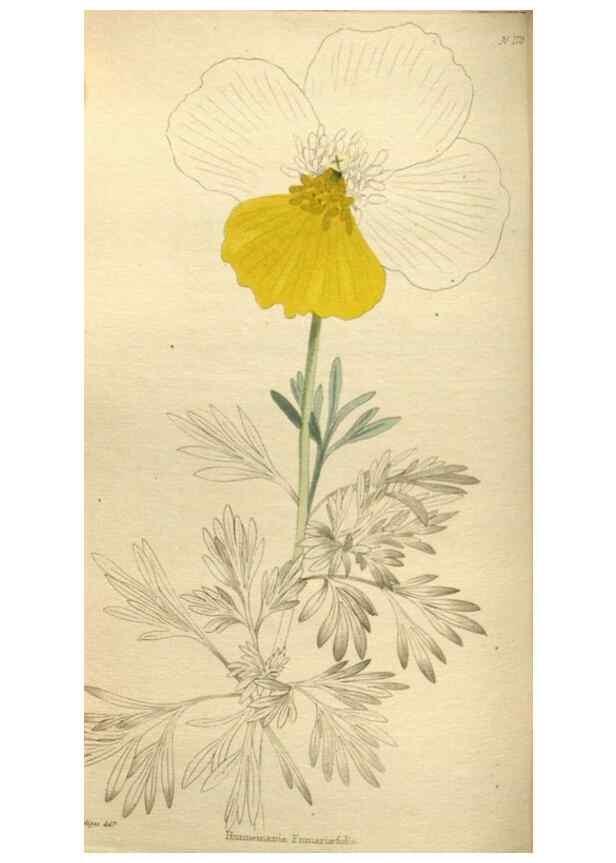Reproducción/Reproduction 48787595857: The botanical cabinet. London :John & Arthur Arch ...,1817-1833.. 