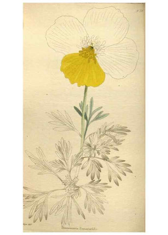 Reproducción/Reproduction 48787595857: The botanical cabinet. London :John & Arthur Arch ...,1817-1833.. 