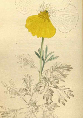 Reproducción/Reproduction 48787595857: The botanical cabinet. London :John & Arthur Arch ...,1817-1833.. 