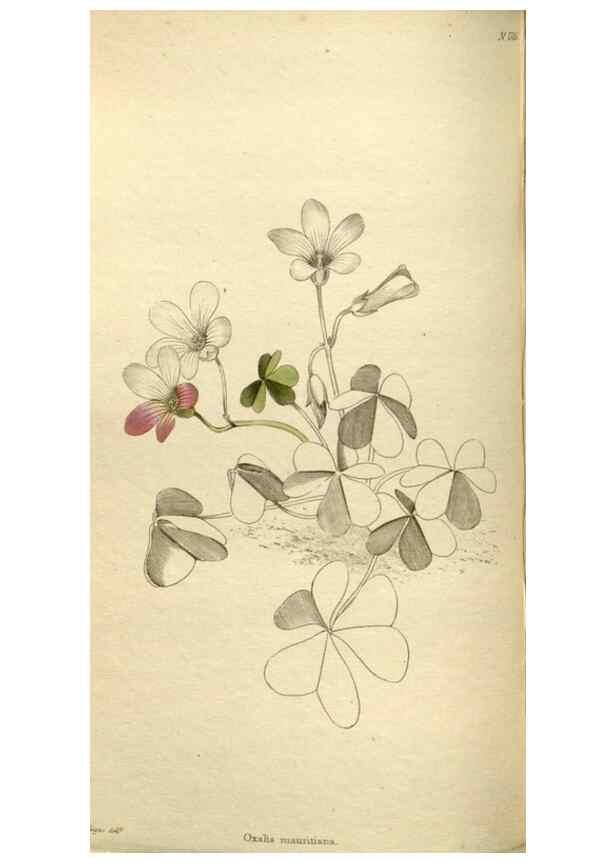 Reproducción/Reproduction 48787596077: The botanical cabinet. London :John & Arthur Arch ...,1817-1833.. 