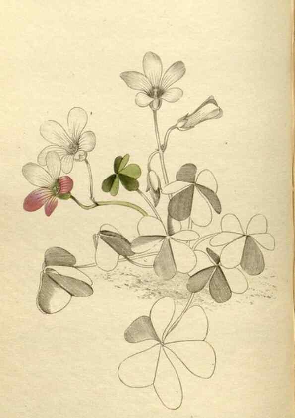 Reproducción/Reproduction 48787596077: The botanical cabinet. London :John & Arthur Arch ...,1817-1833.. 