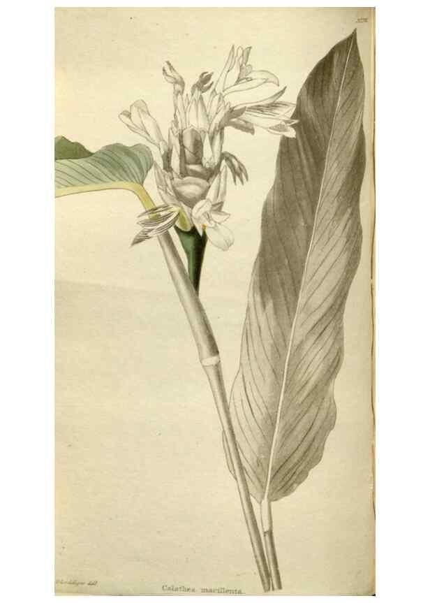 Reproducción/Reproduction 48787082228: The botanical cabinet. London :John & Arthur Arch ...,1817-1833.. 