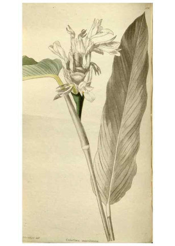 Reproducción/Reproduction 48787082228: The botanical cabinet. London :John & Arthur Arch ...,1817-1833.. 