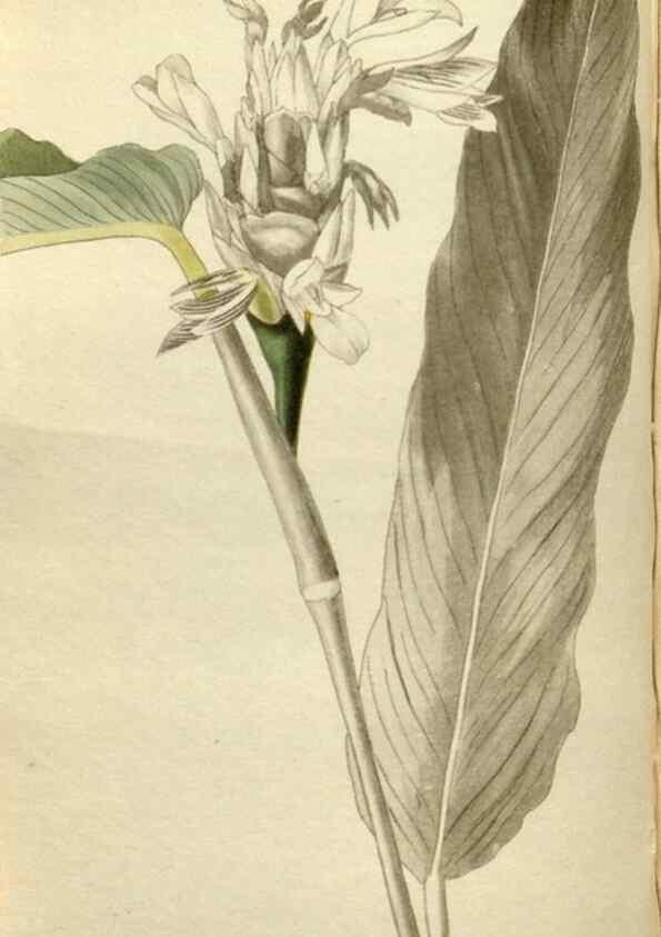Reproducción/Reproduction 48787082228: The botanical cabinet. London :John & Arthur Arch ...,1817-1833.. 