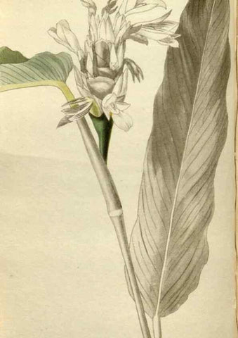 Reproducción/Reproduction 48787082228: The botanical cabinet. London :John & Arthur Arch ...,1817-1833.. 