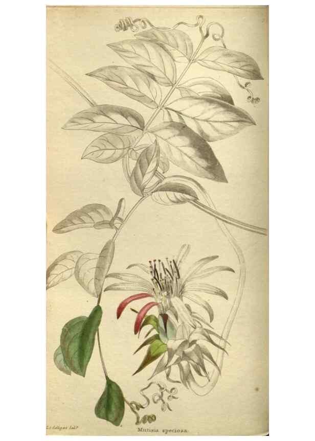 Reproducción/Reproduction 48787134058: The botanical cabinet. London :John & Arthur Arch ...,1817-1833.. 