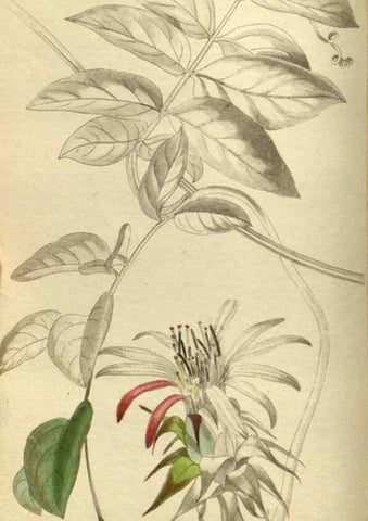 Reproducción/Reproduction 48787134058: The botanical cabinet. London :John & Arthur Arch ...,1817-1833.. 