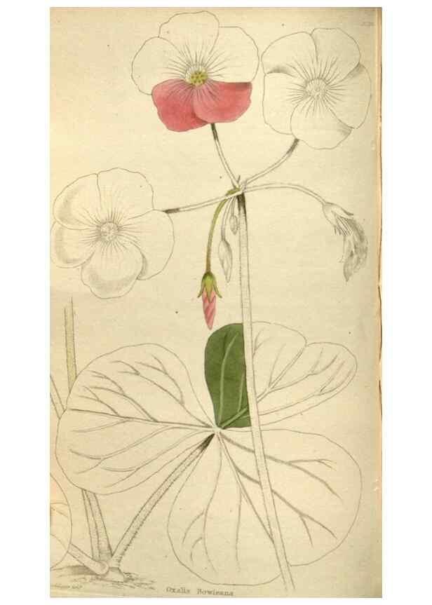 Reproducción/Reproduction 48787443021: The botanical cabinet. London :John & Arthur Arch ...,1817-1833.. 