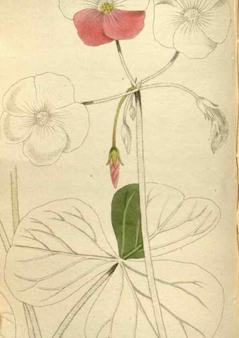 Reproducción/Reproduction 48787443021: The botanical cabinet. London :John & Arthur Arch ...,1817-1833.. 