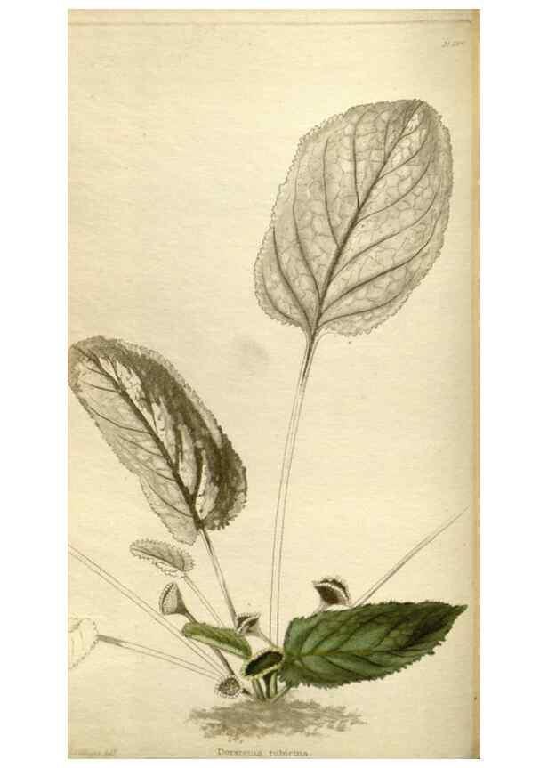 Reproducción/Reproduction 48787597072: The botanical cabinet. London :John & Arthur Arch ...,1817-1833.. 