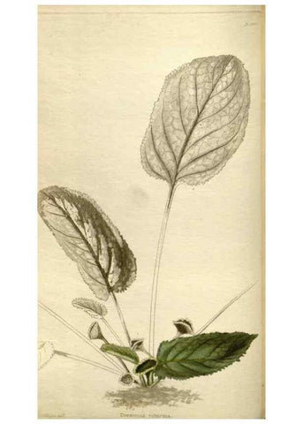 Reproducción/Reproduction 48787597072: The botanical cabinet. London :John & Arthur Arch ...,1817-1833.. 