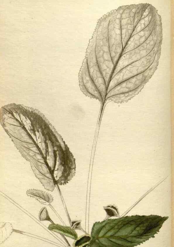 Reproducción/Reproduction 48787597072: The botanical cabinet. London :John & Arthur Arch ...,1817-1833.. 