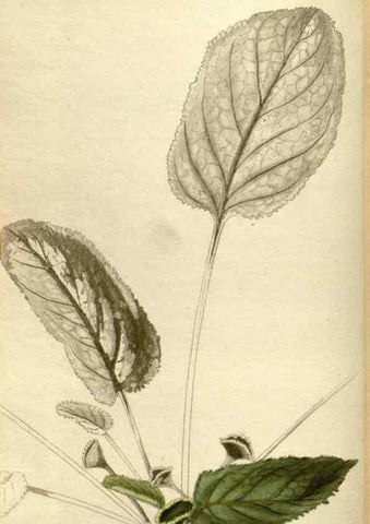 Reproducción/Reproduction 48787597072: The botanical cabinet. London :John & Arthur Arch ...,1817-1833.. 