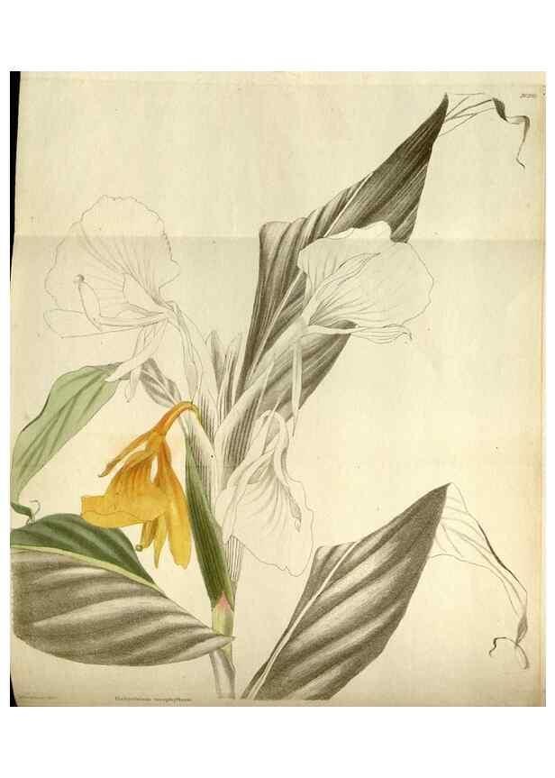 Reproducción/Reproduction 48787443721: The botanical cabinet. London :John & Arthur Arch ...,1817-1833.. 