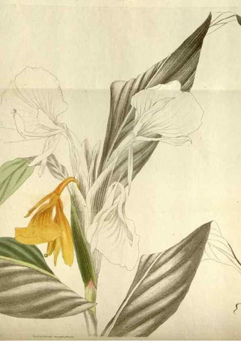 Reproducción/Reproduction 48787443721: The botanical cabinet. London :John & Arthur Arch ...,1817-1833.. 