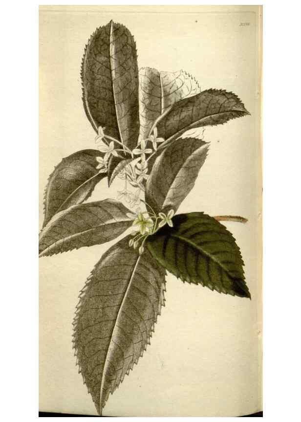 Reproducción/Reproduction 48787443971: The botanical cabinet. London :John & Arthur Arch ...,1817-1833.. 
