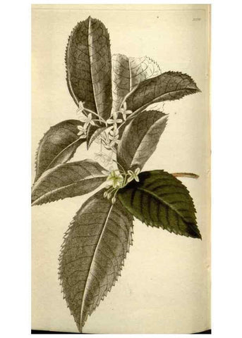 Reproducción/Reproduction 48787443971: The botanical cabinet. London :John & Arthur Arch ...,1817-1833.. 