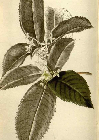 Reproducción/Reproduction 48787443971: The botanical cabinet. London :John & Arthur Arch ...,1817-1833.. 