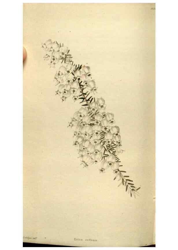 Reproducción/Reproduction 48787597812: The botanical cabinet. London :John & Arthur Arch ...,1817-1833.. 