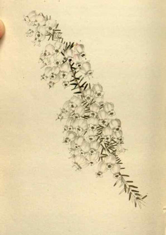 Reproducción/Reproduction 48787597812: The botanical cabinet. London :John & Arthur Arch ...,1817-1833.. 