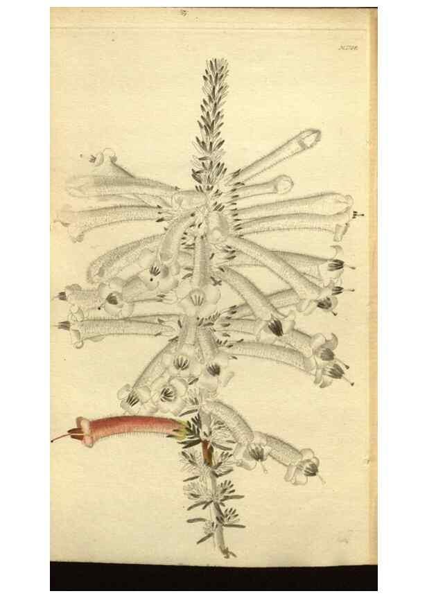 Reproducción/Reproduction 48787598092: The botanical cabinet. London :John & Arthur Arch ...,1817-1833.. 