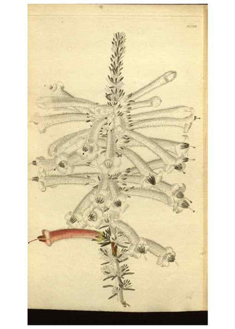 Reproducción/Reproduction 48787598092: The botanical cabinet. London :John & Arthur Arch ...,1817-1833.. 